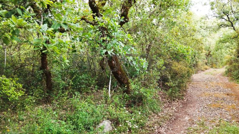 Terreno com 2.600,00 m² · Juncal, Porto de Mós