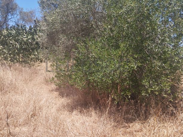 Proporção de 1/6 de Terreno com 750 m² · Mértola