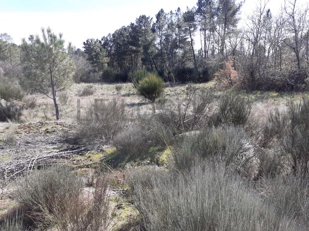 Quinhão Hereditário · Pena Verde, Aguiar da Beira