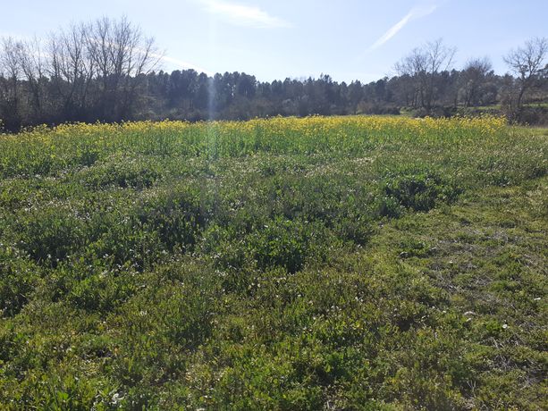 Quinhão Hereditário · Pena Verde, Aguiar da Beira