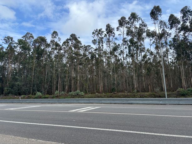 Terrenos Rústicos · Louriçal, Pombal