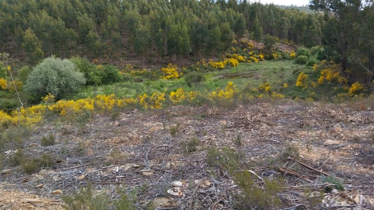 Proporção de 1/12 de Terreno · São Vicente da Beira, Castelo Branco