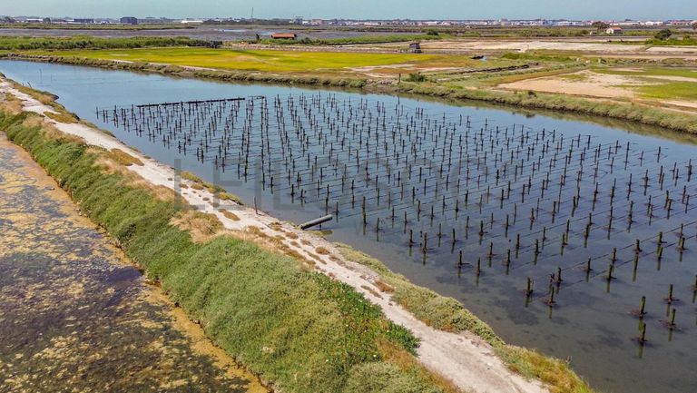 Ilha dos Puxadoiros · Ria de Aveiro