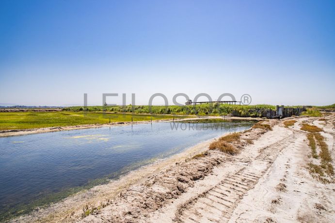 Ilha dos Puxadoiros · Ria de Aveiro