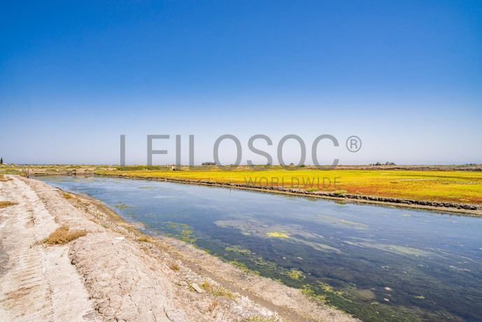 Ilha dos Puxadoiros · Ria de Aveiro