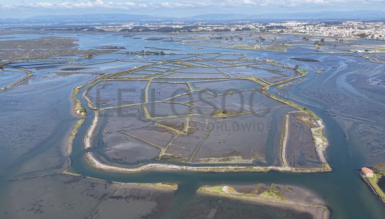 Ilha dos Puxadoiros · Ria de Aveiro