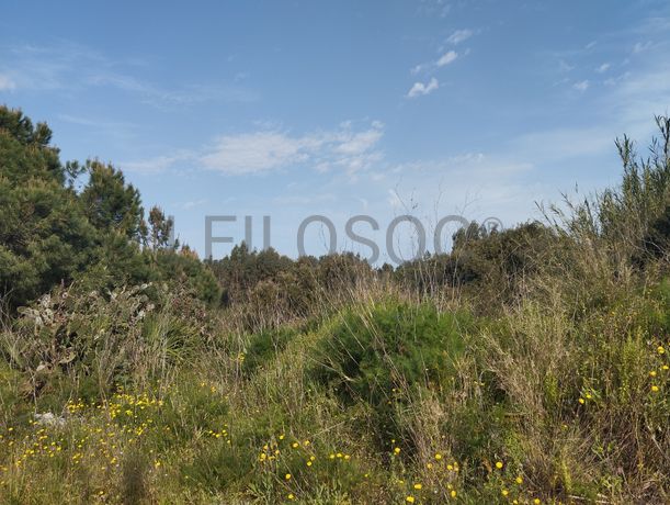 Fotografia 7 de 12: Proporção de Terreno com 23 Hectares · Quinta do Anjo, Palme