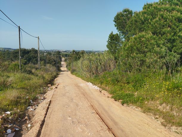 Fotografia 8 de 12: Proporção de Terreno com 23 Hectares · Quinta do Anjo, Palme