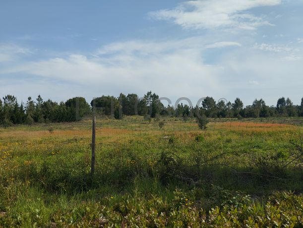 Fotografia 1 de 12: Proporção de Terreno com 23 Hectares · Quinta do Anjo, Palme