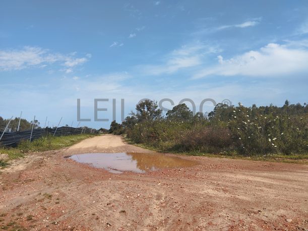 Fotografia 9 de 12: Proporção de Terreno com 23 Hectares · Quinta do Anjo, Palme