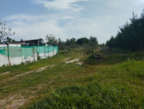 Fotografia 5 de 12: Proporção de Terreno com 23 Hectares · Quinta do Anjo, Palme