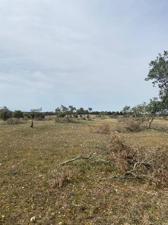 Terreno com 5,775 hectares · Serpa