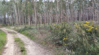 Terreno · Leiria