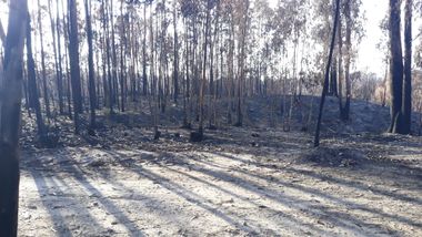 Proporção de 1/4 de Terreno · Ourém