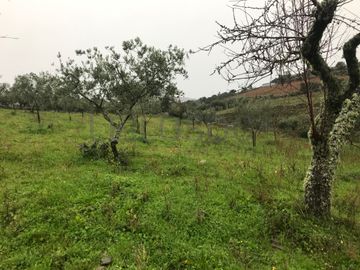 Proporção de 1/2 de Terreno · São João da Pesqueira