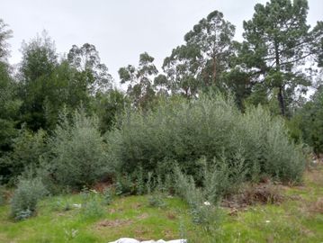 Quinhão Hereditário · Santo Tirso