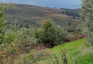 Terreno com 4.250 m² · Mangualde