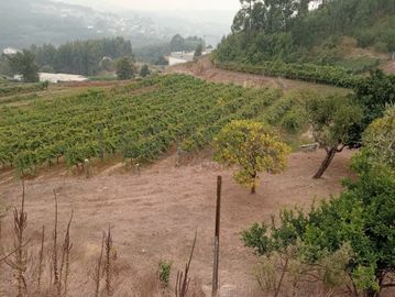 Quinta com 1,3 hectares · Penafiel