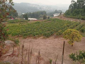 Quinta com 1,3 hectares · Penafiel