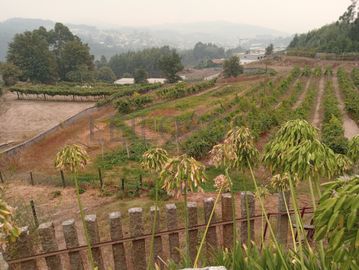 Quinta com 1,3 hectares · Penafiel
