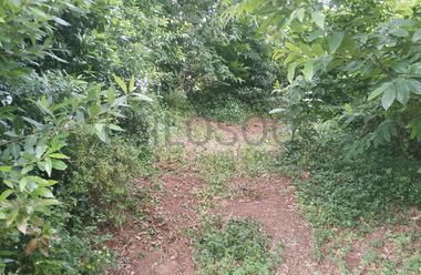 Proporção de 3/5 de Terreno com +2 hectares · Barcelos