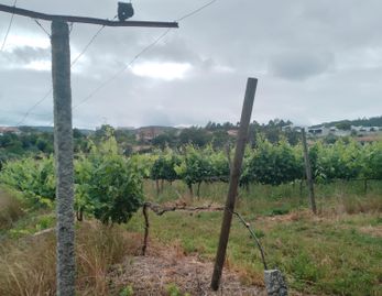 Proporção de 3/5 de Terreno com +2 hectares · Barcelos