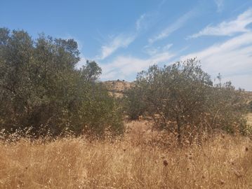 Proporção de 1/6 de Terreno com 750 m² · Mértola
