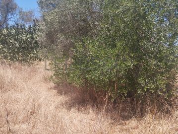 Proporção de 1/6 de Terreno com 750 m² · Mértola