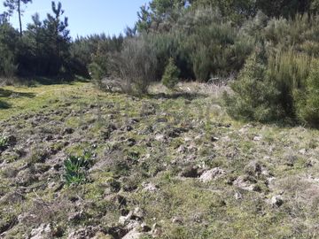 Quinhão Hereditário · Pena Verde, Aguiar da Beira