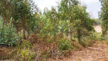 Terreno com 4.700 m² · Igreja Nova do Sobral, Ferreira do Zêzere