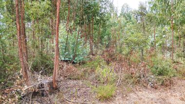 Terreno com 4.700 m² · Igreja Nova do Sobral, Ferreira do Zêzere