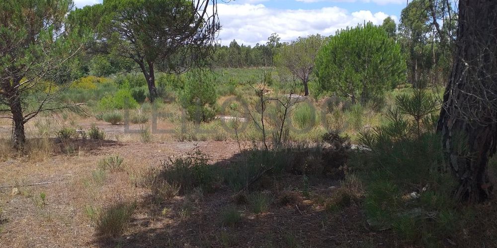 Proporção de 1/5 de 10 Terrenos · Carregal do Sal