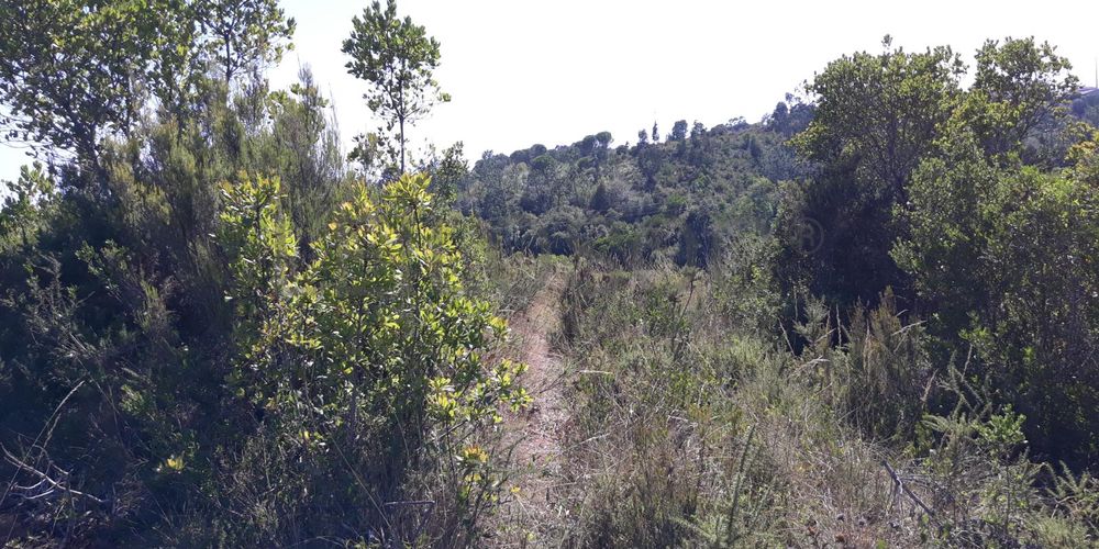 Moradia (Ruínas) · Terrenos · Figueira da Foz