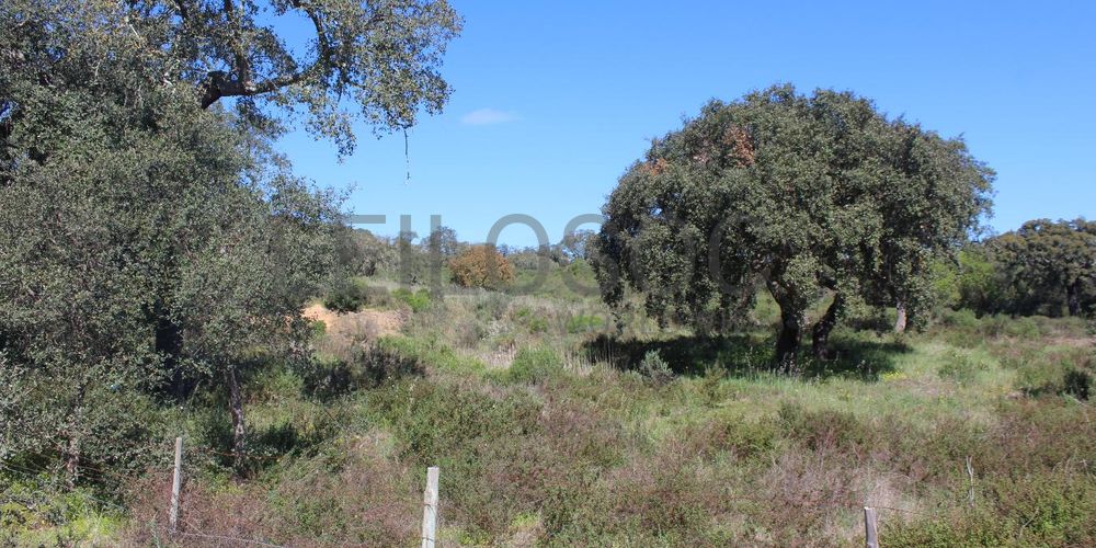 Terrenos · Cuba, Beja 11