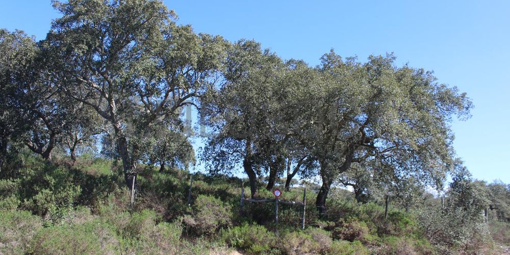 Terrenos · Cuba, Beja 12