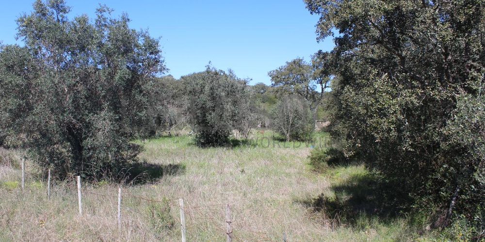 Terrenos · Cuba, Beja 14