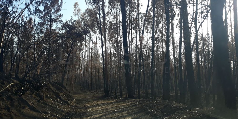 Proporção de 1/4 de Terreno · Espite, Ourém