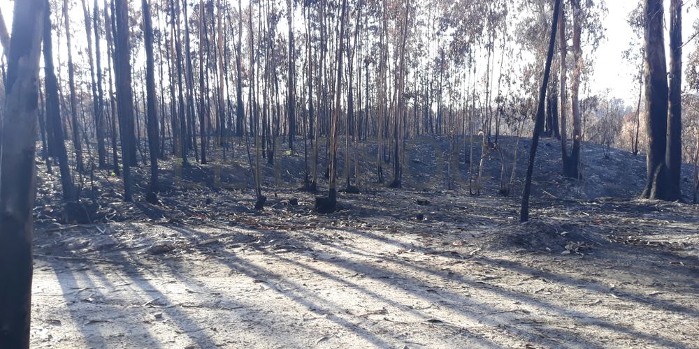 Proporção de 1/4 de Terreno · Espite, Ourém 3