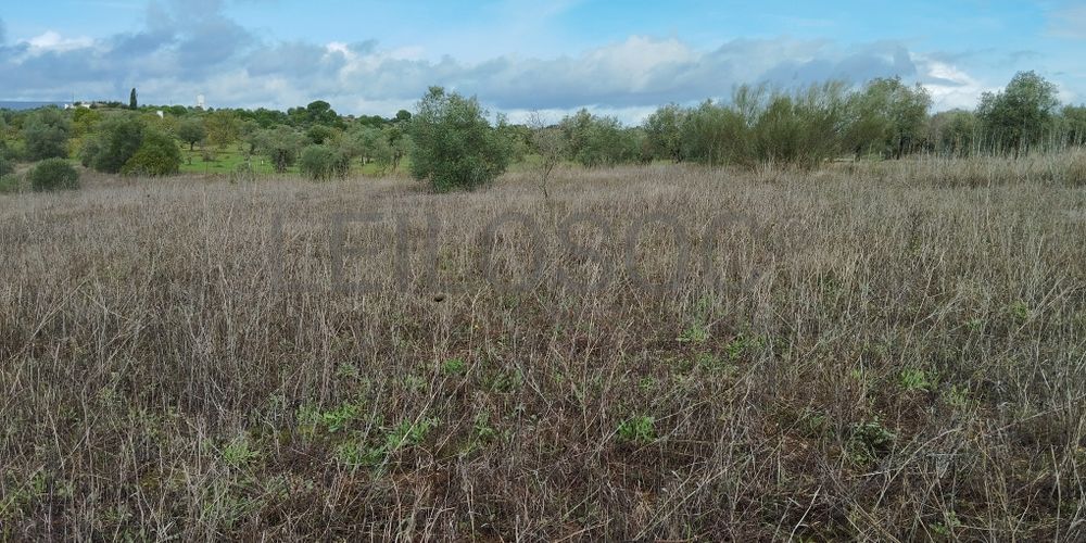 Terreno · Brogueira, Torres Novas 8