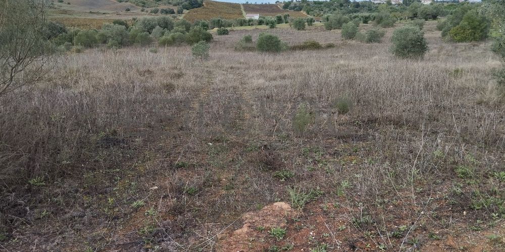 Terreno · Brogueira, Torres Novas
