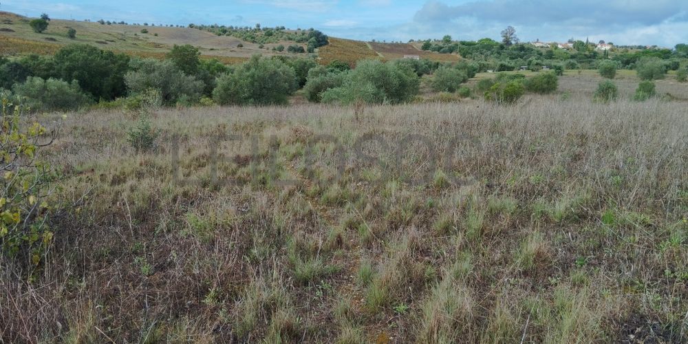 Terreno · Brogueira, Torres Novas 7