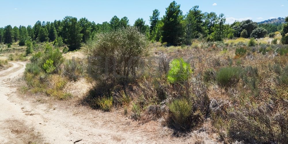 Terreno com 2,6 hectares · Penamacor, Castelo Branco 2