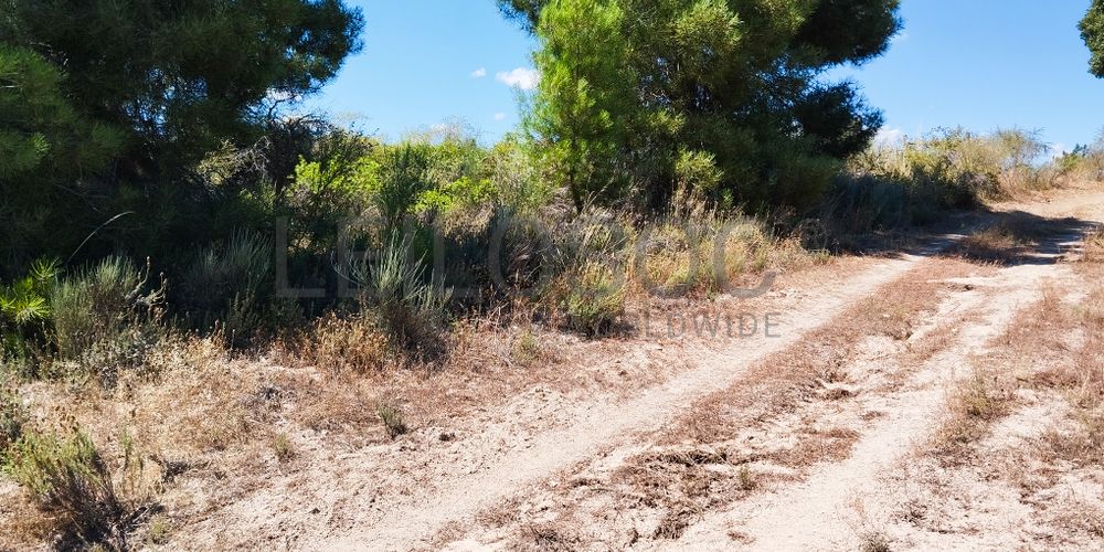 Terreno com 2,6 hectares · Penamacor, Castelo Branco 5