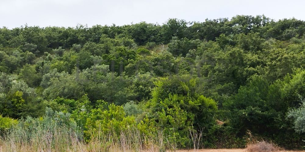 Terreno · Ferreira do Zêzere, Santarém 5