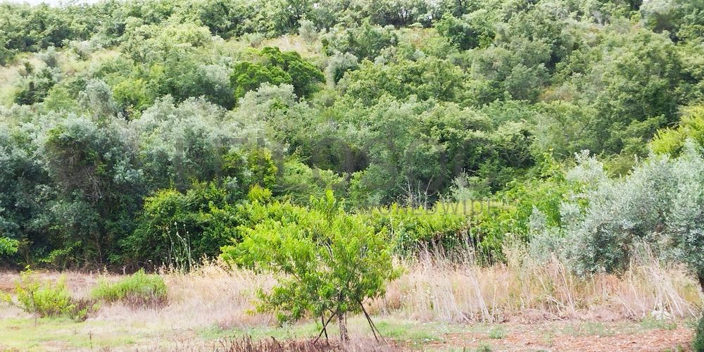 Terreno · Ferreira do Zêzere, Santarém 3