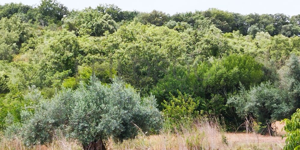 Terreno · Ferreira do Zêzere, Santarém