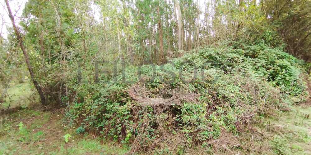 Terreno · Cantanhede, Coimbra 4