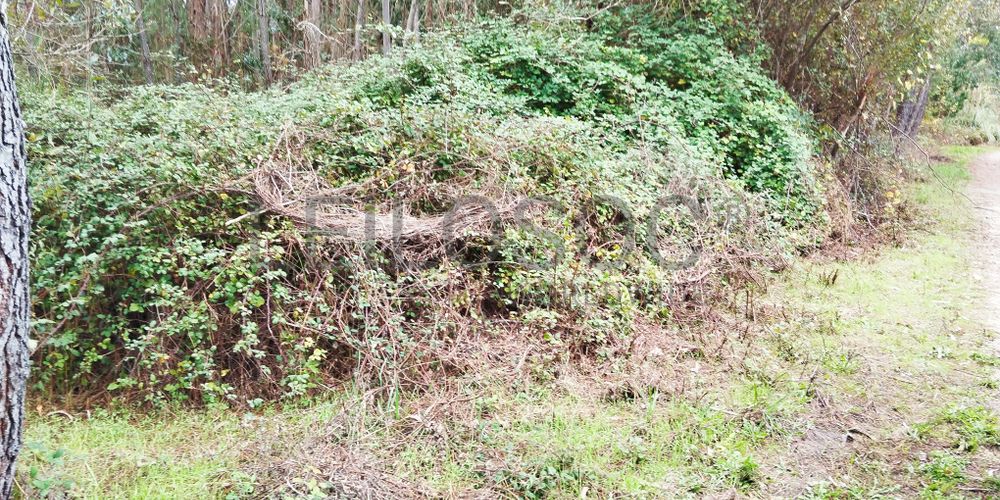 Terreno · Cantanhede, Coimbra 3