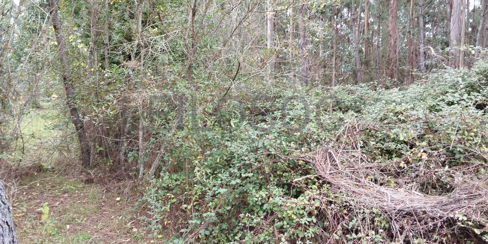 Terreno · Cantanhede, Coimbra 5