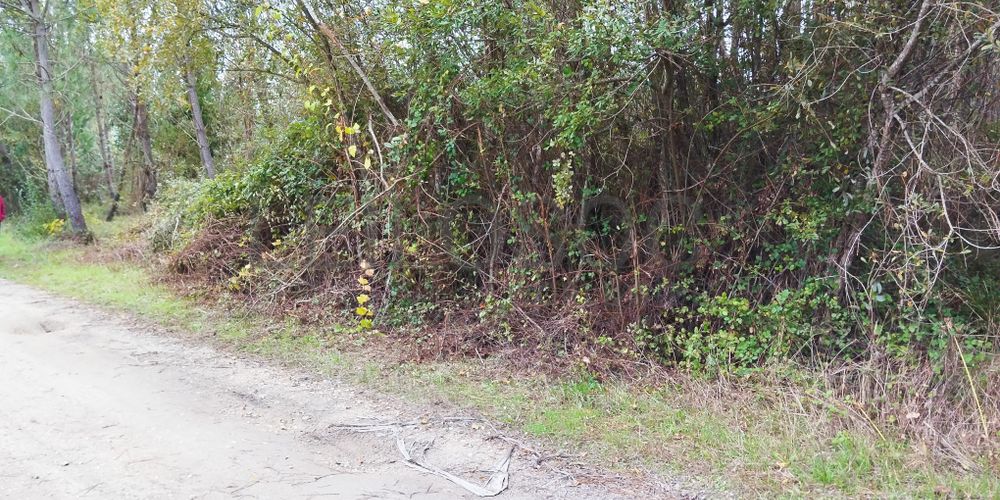 Terreno · Cantanhede, Coimbra